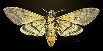 △ Revers de la femelle  MHNT