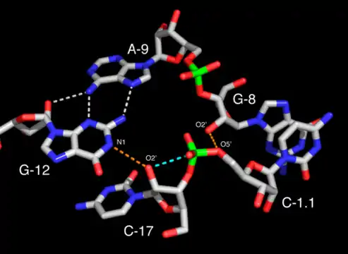 Site actif d'un ribozyme en tête de marteau complet. Le résidu G12 est positionné de façon cohérente avec son rôle de base dans la réaction de clivage tandis que l'hydroxyle 2' du résidu G8 est positionné conformément à son rôle d'acide pour une catalyse acide/basique. Les liaisons hydrogène potentiellement «&nbsp;actives&nbsp;» sont soulignées en pointillés orange. L'oxygène 2' du résidu C17 apparaît aligné pour une attaque nucléophile le long de la trajectoire matérialisée par une ligne pointillée bleue.