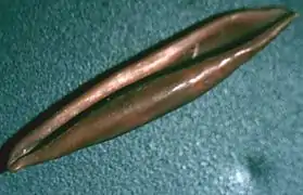 Aclyvolva lanceolata