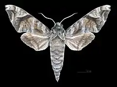 Face dorsale du mâle(coll.MHNT)