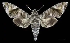 Face dorsale de la femelle MHNT