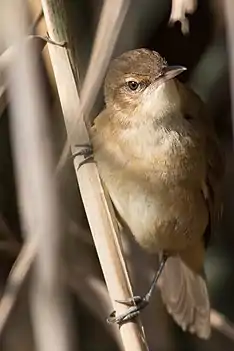 Rousserole turdoïde