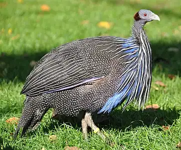 Pintade vulturine dans le Parc ornithologique de Walsrode (Allemagne).
