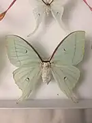 Actias gnoma, femelle