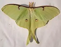 Actias luna