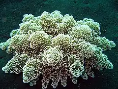 Actinodendron arboreum, une Actinodendridae.