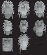 Acutiserolis spinosa