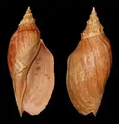 Adelomelon beckii