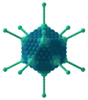Capside icosaédrique d'un adénovirus.
