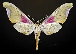 △ revers de la femelle - MHNT