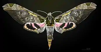 ♂ Face dorsale - Muséum de Toulouse