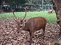 Cerf de Bawean