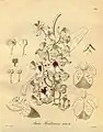Aerides houlletianaHeinrich Gustav Reichenbach1878.