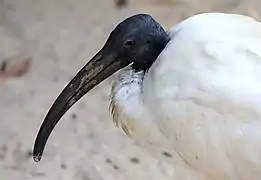 Ibis sacré