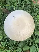 Chapeau blanchâtre légèrement méchuleux.