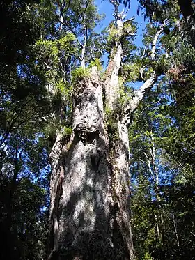Le sommet de Te Matua Ngahere en octobre 2007