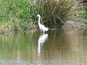 Aigrette garzette.