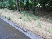 photographie d'un bas-côté d'une route.