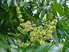 Photographie en couleurs du détail de jeunes fleurs blanches.