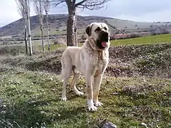 Un Mastiff d'Anatolie