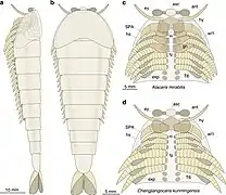 Les membres multisegmentés des fuxianhuides&nbsp;(en) pourraient représenter une forme intermédiaire entre les lobopodes et les appendices des arthropodes modernes.