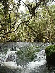 Forêt dense de l'Est