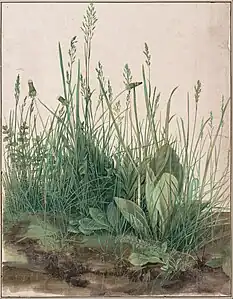 Albrecht Dürer, La grande touffe d'herbe. 1503. Plume et pinceau, aquarelle et gouache sur vélin, rehauts de blanc, H. 40&nbsp;cm. Vienne, Albertina.
