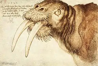 Albrecht Dürer, Dessin d'un morse, 1521.