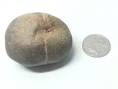 Fruit de bancoulier sec (face apicale).