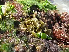 Padina sp. au Brésil