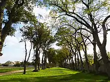 L'allée des 178 tilleuls, plantés en 1741, menant au château.