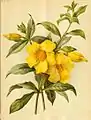 1891 - Allamanda cathartica par Robinson (en)