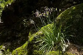 Plantes entières au Nouveau Mexique.