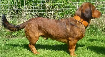 Basset des Alpes rouge-cerf.