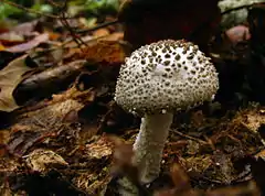 Cuticule échinulée(Amanita onusta)