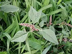 Amaranthus deflexus (Autriche).
