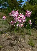 Floraison d'Amaryllis belladonna, avant le feuillage