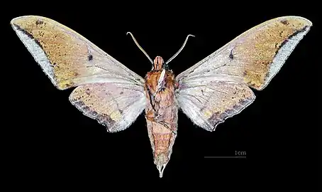 Face ventrale du mâle (coll.MHNT)