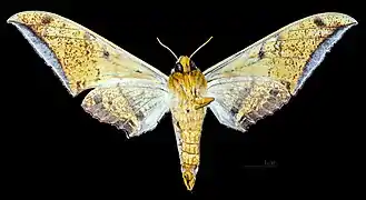 Revers de la femelle (coll.MHNT)