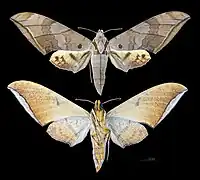 Ambulyx substrigilis