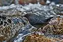 American Dipper