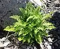 Athyrium distentifolium var. americanum