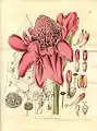 Planche de 1832 dans Curtis’s botanical magazine