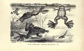 Encyclopedia of Life Images- Amphibiens et reptiles p.&nbsp;147.