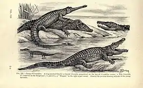 Encyclopedia of Life Images- Amphibiens et reptiles p.&nbsp;449.
