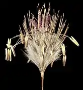 Épillet d'Amphipogon turbinatus (Arundinoideae).