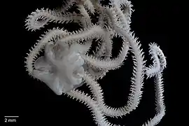 Amphiura elandiformis