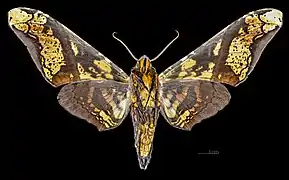 △ Revers du mâle(coll.MHNT)