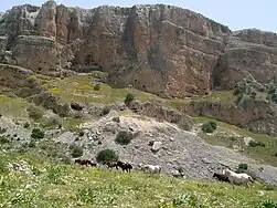 Chevaux errant dans la Nahal Amud, près de la mer de Galilée.