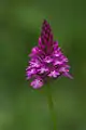Anacamptis pyramidalis - Suisse